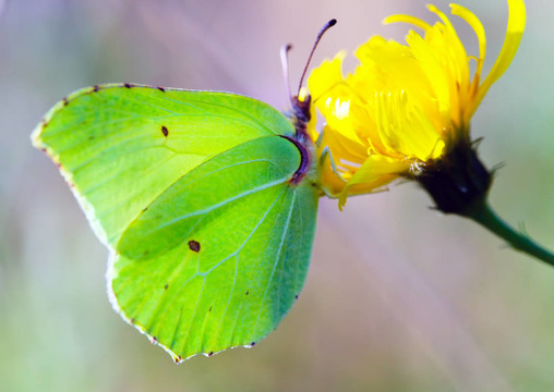 花上的蝴蝶Gonepteryx rhamni