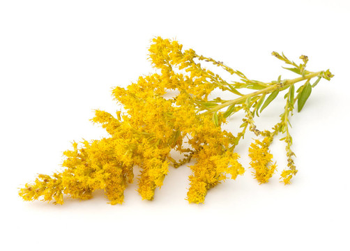 一枝黃花