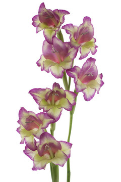 唐菖蒲