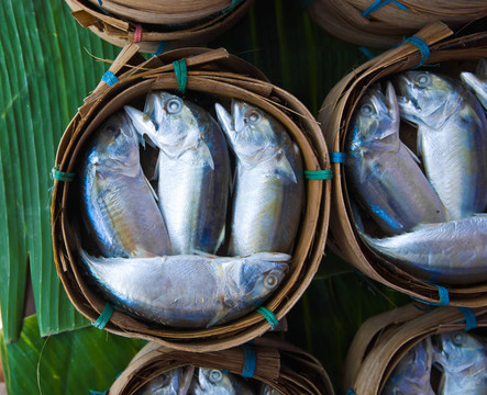 馬鮫魚