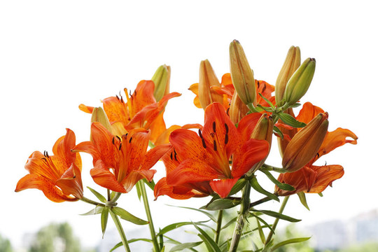 老虎百合花