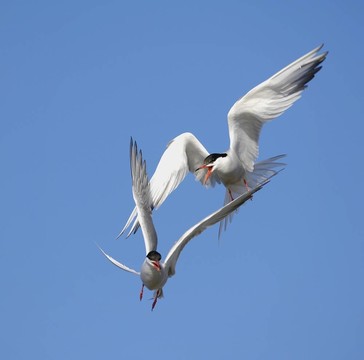 普通燕鷗（Sterna hirundo）在飛行。