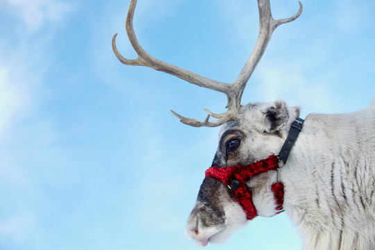 Santa？的馴鹿