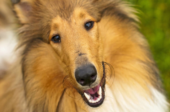 牧羊犬的陽(yáng)光