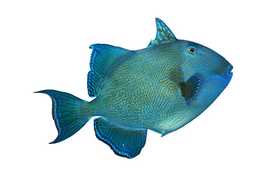白色背景上的珊瑚魚(yú)