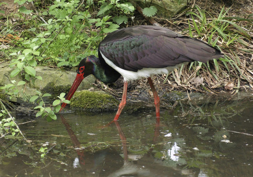 涉水Black Stork