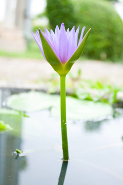 藍(lán)色蓮花。