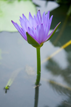 藍色蓮花。