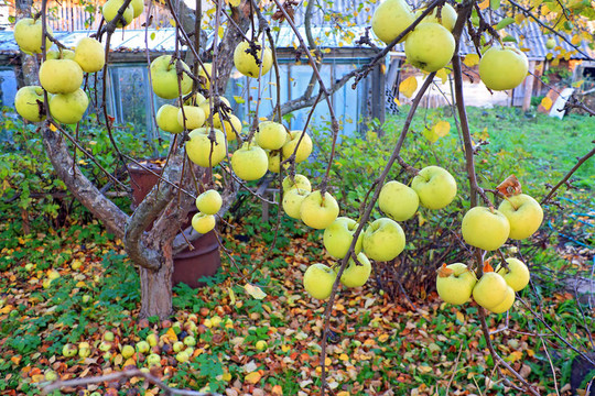 蘋果在秋季花園的樹枝上