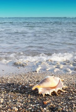 海灘上的貝殼