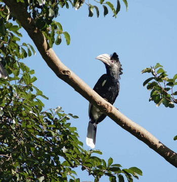 Silvery cheeked Hornbill在烏干達(dá)