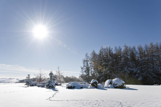 冬季的景觀與一些杉和一些步驟痕跡雪