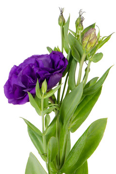 Lacecap Hydrangea（秦艽規(guī)范）