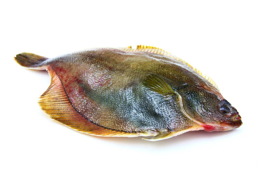 白底比目魚