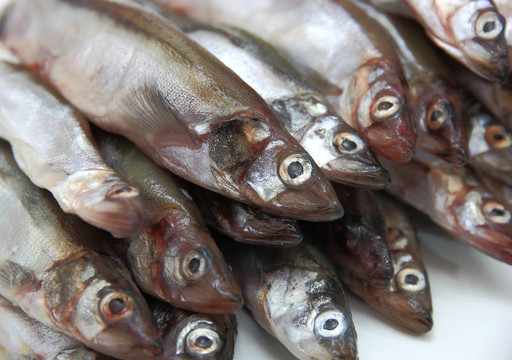 新鮮的魚魚
