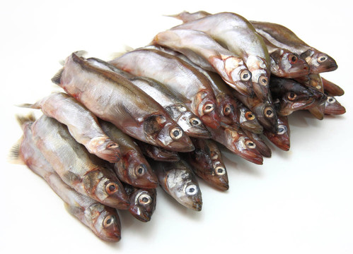 新鮮的魚魚