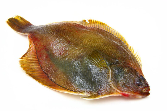 白底比目魚