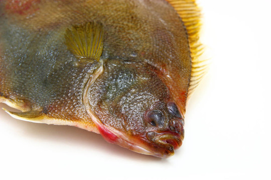 白底比目魚