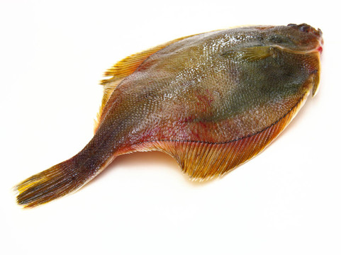 白底比目魚