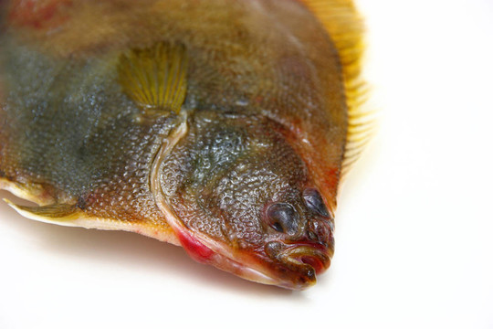 白底比目魚