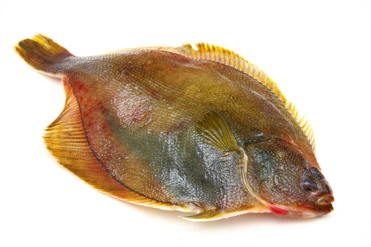 白底比目魚