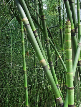 木賊