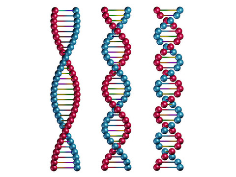 DNA鏈