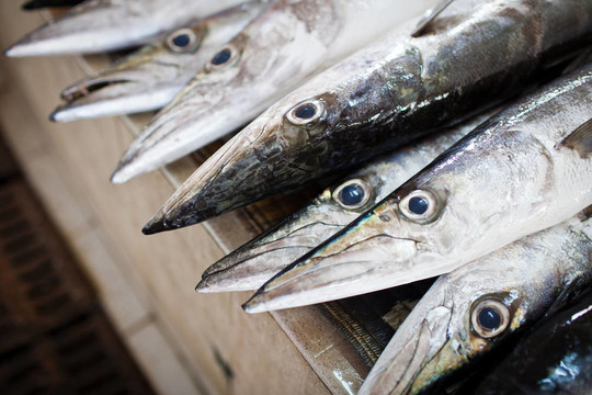 魚(yú)類市場(chǎng)上展示的魚(yú)類特寫(xiě)