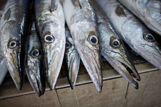 魚(yú)類(lèi)市場(chǎng)上展示的魚(yú)類(lèi)特寫(xiě)