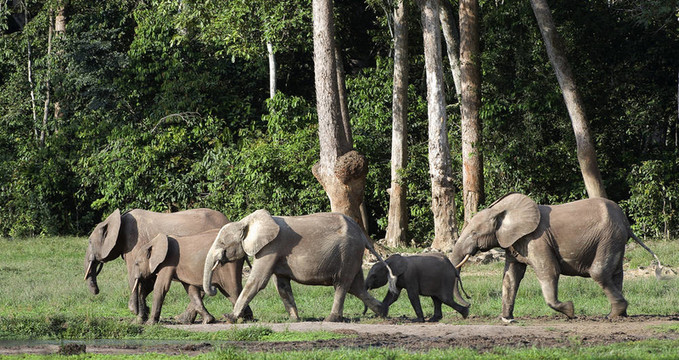 非洲森林大象（Loxodonta cyclotis）。