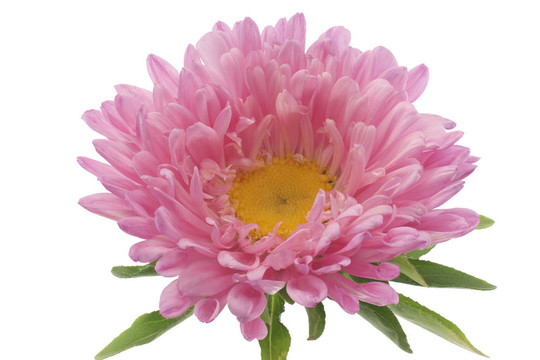 中國(guó)紫菀