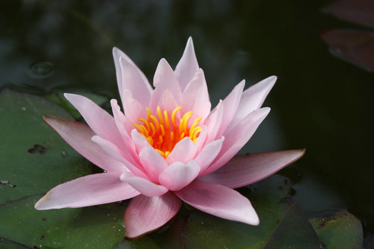 莉莉