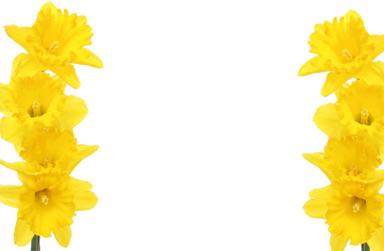水仙花的框架