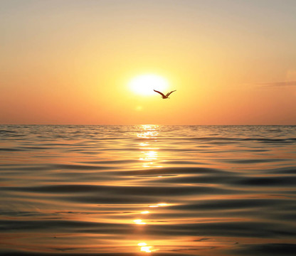大海；日落和海鸥