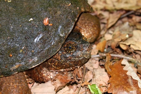 搶購Turtle Chelydra serpentina