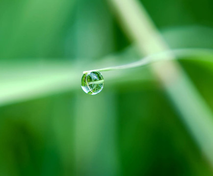 綠葉上的水滴