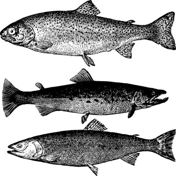 向量的鱒魚