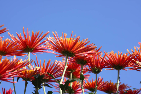 ？hrysanthemums