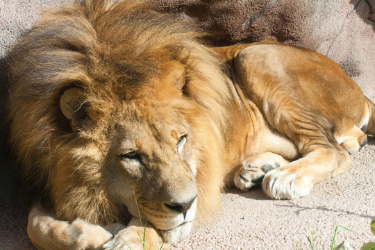 獅子休息