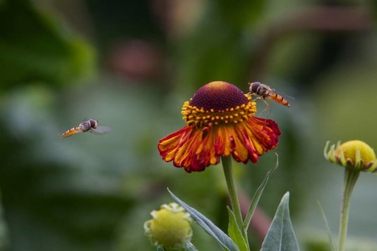 懸停飛到花