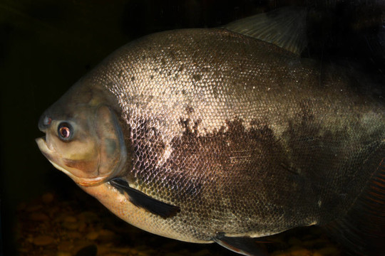 魚