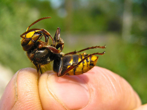 Hornet Vespa crabro）