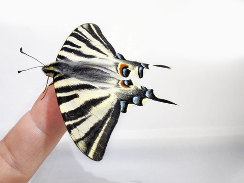 手指上的Butterfly Papilio Machaon