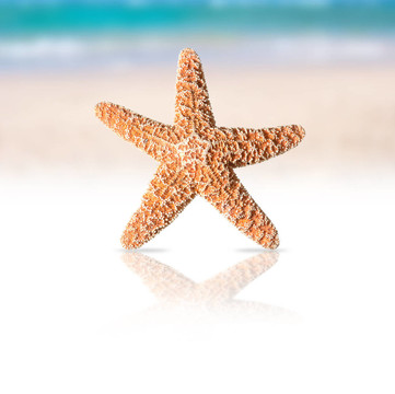 海星