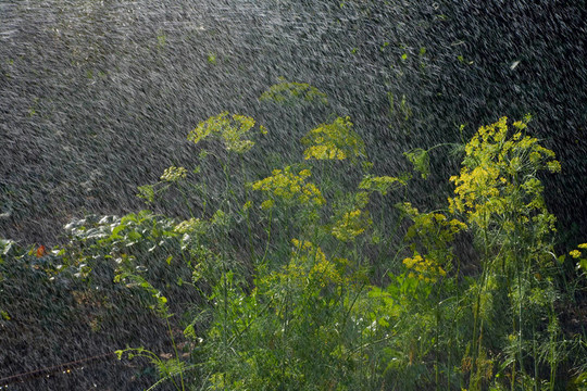 蒔蘿和雨