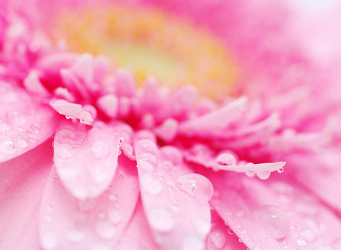 粉色非洲菊
