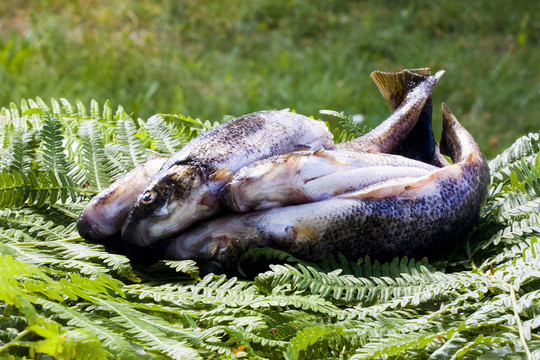 魚