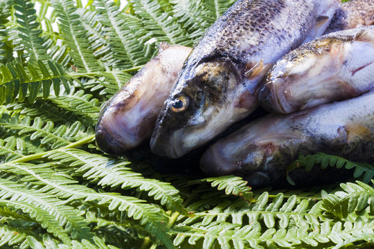 魚