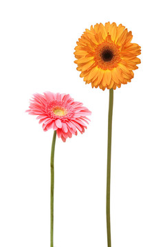 兩雛菊