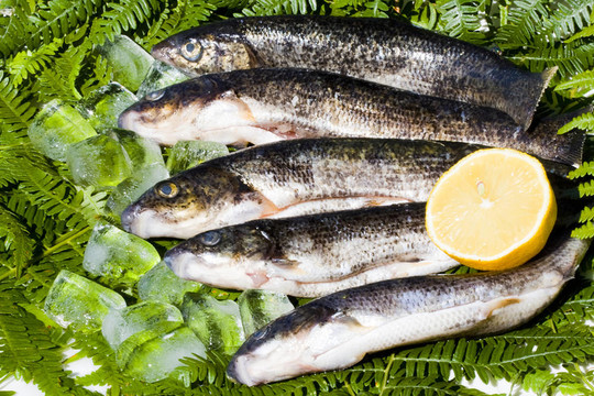 魚